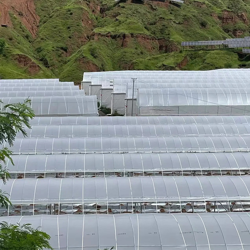 Do Vegetables Grow Well in a Greenhouse?