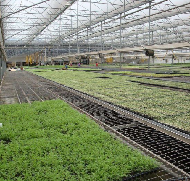 Professional Guide to Choosing Nursery Beds for Plants