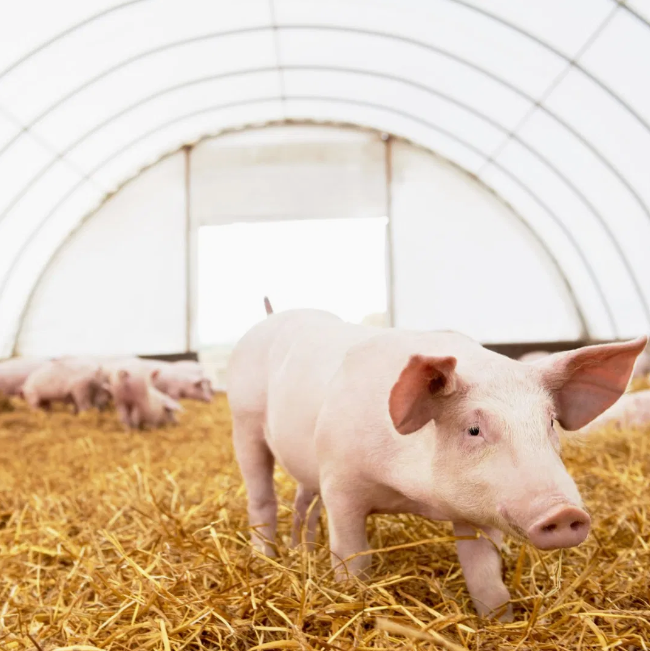 Livestock and Poultry Breeding Greenhouse