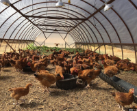 Top 5 Benefits of Using  Livestock and Poultry Greenhouse