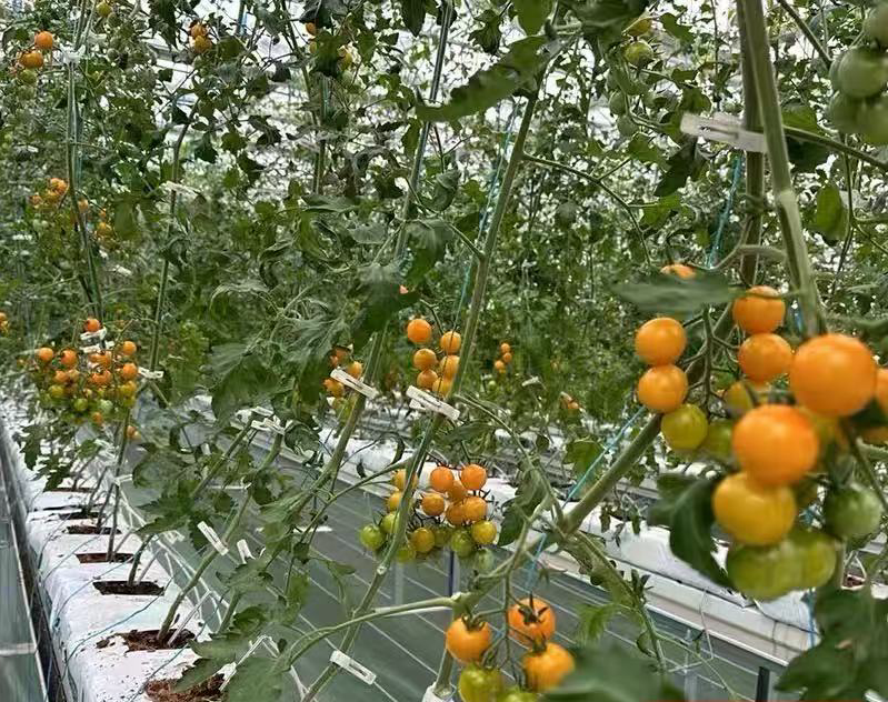 Can potatoes be grown in a greenhouse?