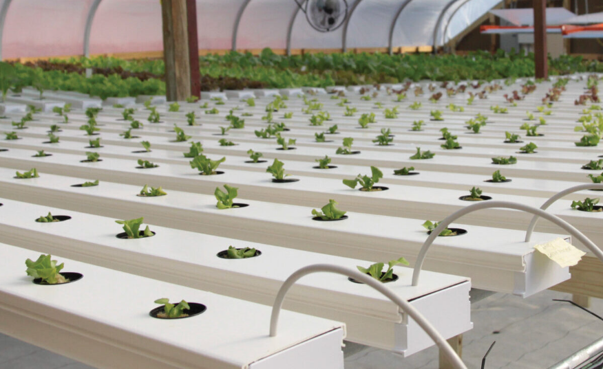 NFT vs. Vertical Tower: Which Hydroponic System Maximizes Your Greenhouse Yield?