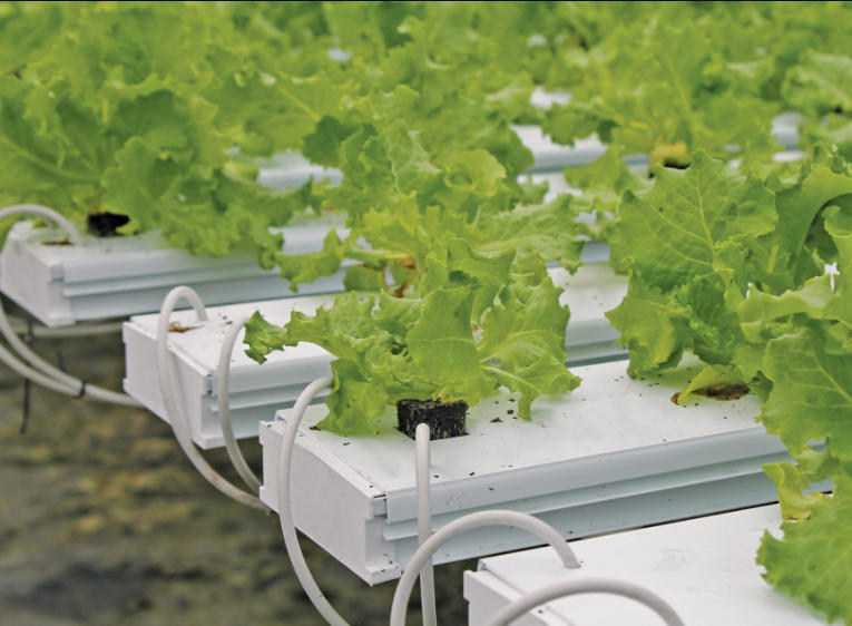 The Ultimate Guide to Tower Hydroponics for Urban Growers