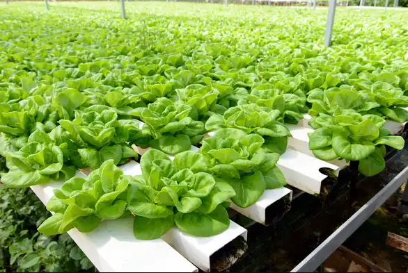 A Cost-Benefit Breakdown for Commercial Greenhouse Owners