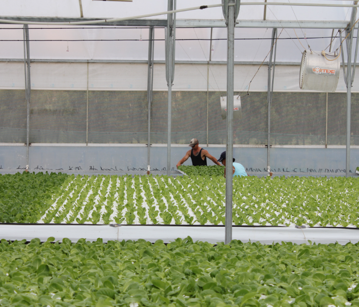 Why European Growers Are Switching to Stackable Hydroponic Towers