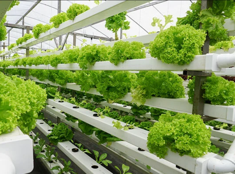 Low Maintenance, High Output: Automating Your Greenhouse with NFT & Tower Hydroponics