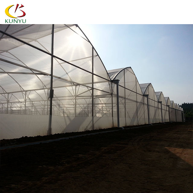 Greenhouse Strawberry Cultivation Guide