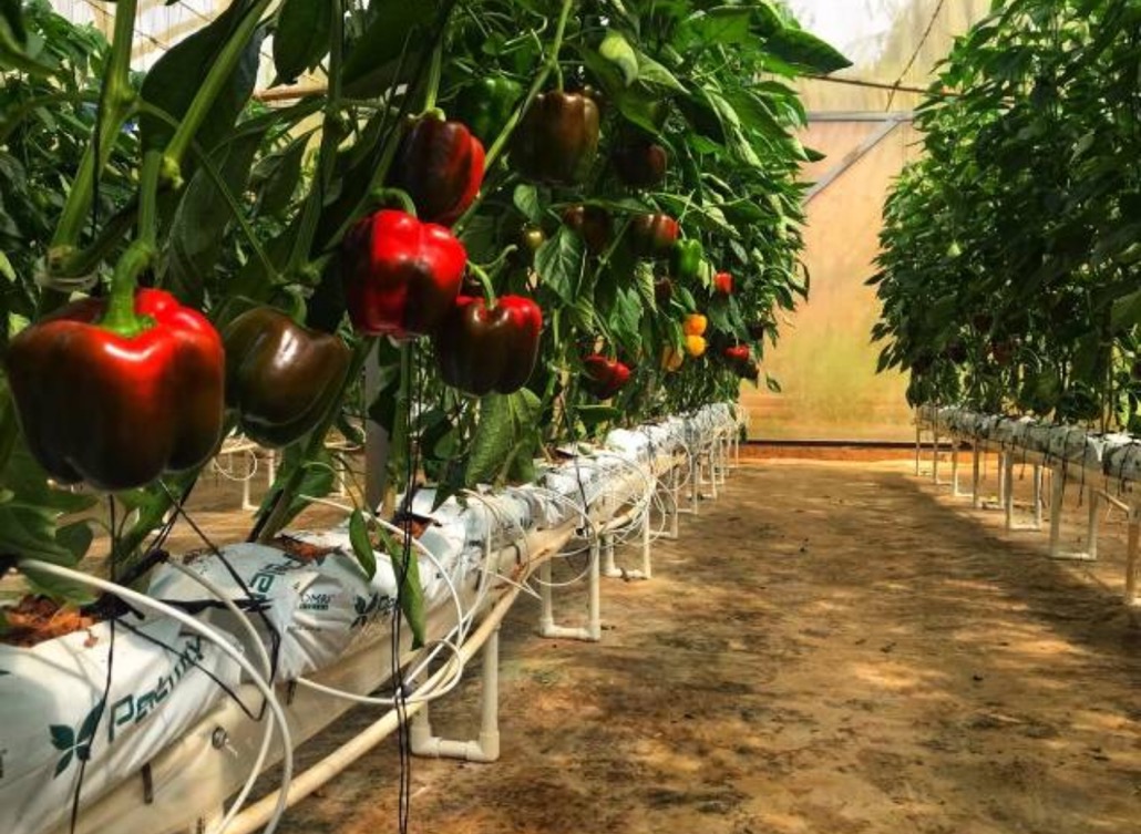Kazakhstan Greenhouse Cold Wind Short Season Solution
